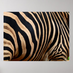 Haarhaut aus Zebraskin, Tier, Hintergrund, schwarz Poster