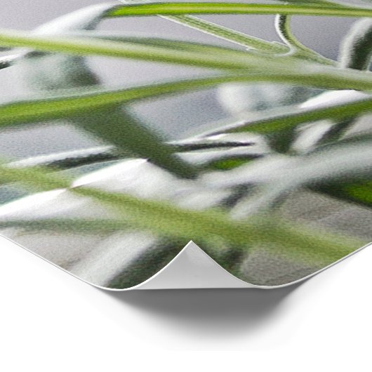 Haarlose Sphinx-Katze Poster (Ecke)