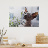 Haarlose Sphinx-Katze Poster (Küche)