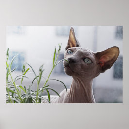 Haarlose Sphinx-Katze Poster