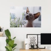 Haarlose Sphinxkatze Poster (Heimbüro)