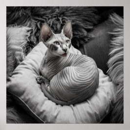 Haarlose Sphynx-Katze Poster