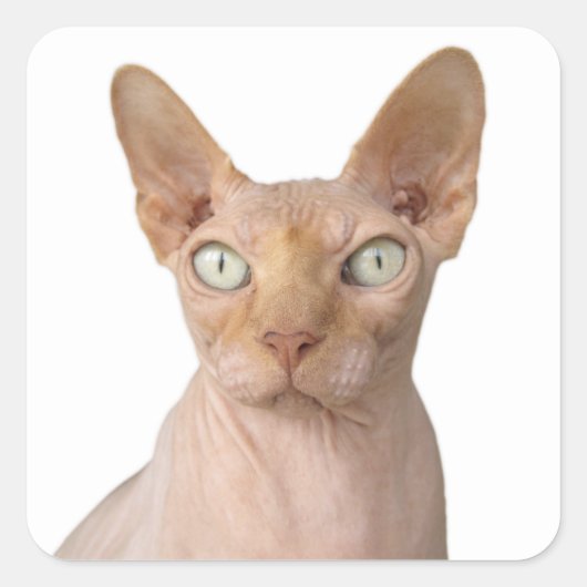 Haarlose Sphynx-Katze Quadratischer Aufkleber (Vorderseite)
