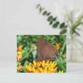 Haarstreich-Schmetterling ~ Postkarte (Stehend Vorderseite)