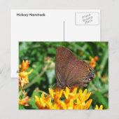 Haarstreich-Schmetterling ~ Postkarte (Vorne/Hinten)