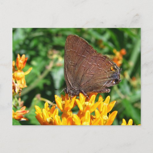 Haarstreich-Schmetterling ~ Postkarte (Vorderseite)