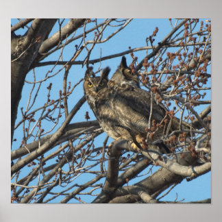 HAARVERKEHR VON GROSSEN GESCHÄFTEN 2 (Bubo virgini Poster
