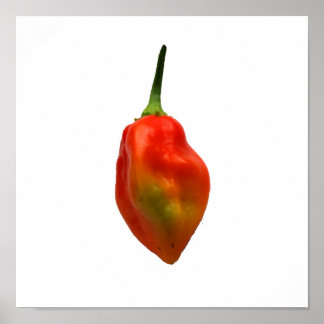 Habanero Single Pepper Fotograf Poster
