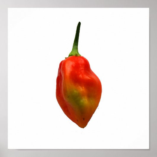Habanero Single Pepper Fotograf Poster (Vorne)