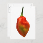 Habanero Single Pepper Fotograf Postkarte (Vorne/Hinten)