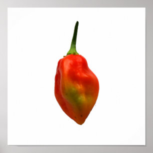 Habanero-Single-Pfeffer-Fotografie Poster