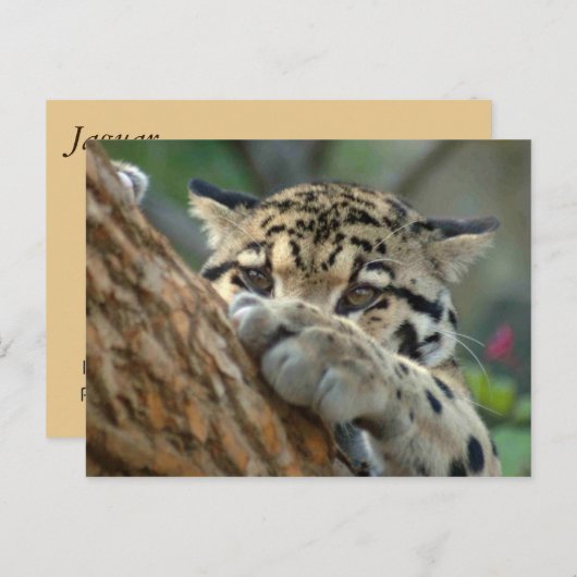 Habe ich es bekommen? postkarte (Vorne/Hinten)