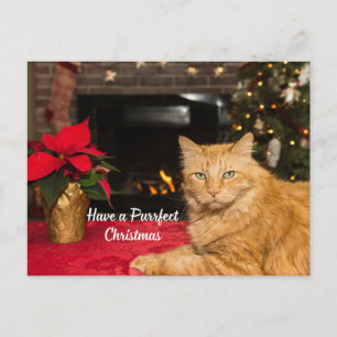 Haben Sie eine Niedliche Weihnachtskatze Feiertagspostkarte