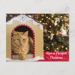 Haben Sie eine Niedliche Weihnachtskatze im Cat Ho Feiertagspostkarte