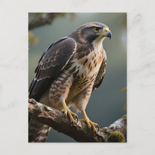 Habicht auf Ast sitzend Postkarte