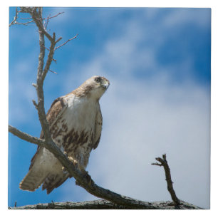 Habicht auf der Jagd Großes 6 x 6 Keramik-Fototile Fliese