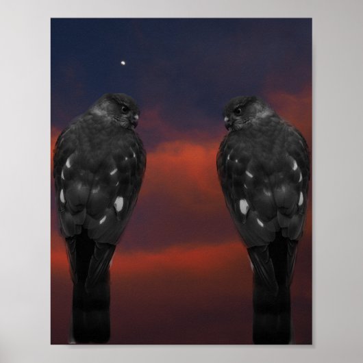 Habicht Sturm Poster (Vorne)