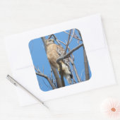 Habicht, Vogel, Beute, Cooper-Habicht, Natur Quadratischer Aufkleber (Umschlag)