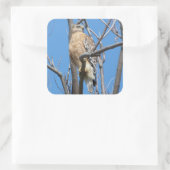 Habicht, Vogel, Beute, Cooper-Habicht, Natur Quadratischer Aufkleber (Tasche)