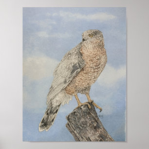 Habicht von Cooper Poster