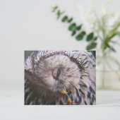 Habichtskauz - Postkarte (Stehend Vorderseite)