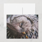 Habichtskauz - Postkarte (Vorne/Hinten)