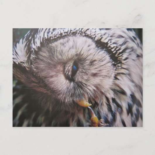 Habichtskauz - Postkarte (Vorderseite)