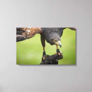 Habichtsvogel Leinwanddruck