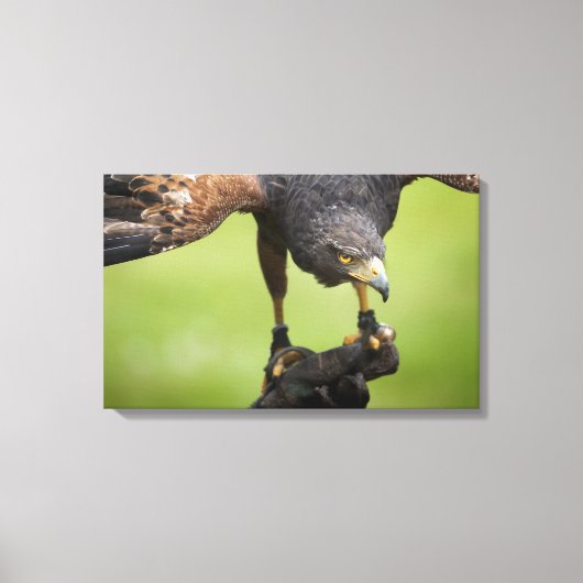 Habichtsvogel Leinwanddruck (Vorderseite)