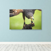 Habichtsvogel Leinwanddruck (Insitu (Holzboden))