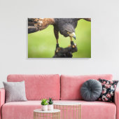 Habichtsvogel Leinwanddruck (Insitu (Wohnzimmer))