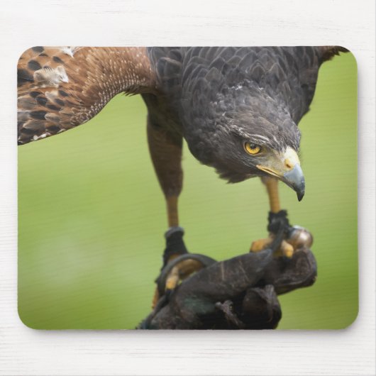 Habichtsvogel Mousepad (Vorne)