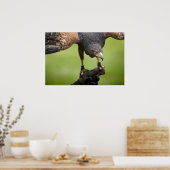 Habichtsvogel Poster (Küche)