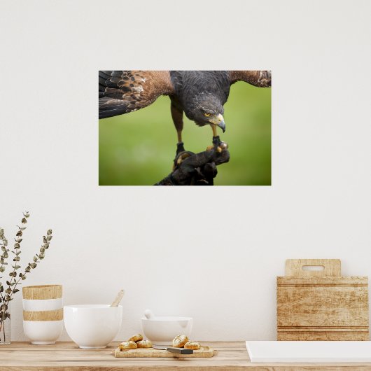 Habichtsvogel Poster (Küche)