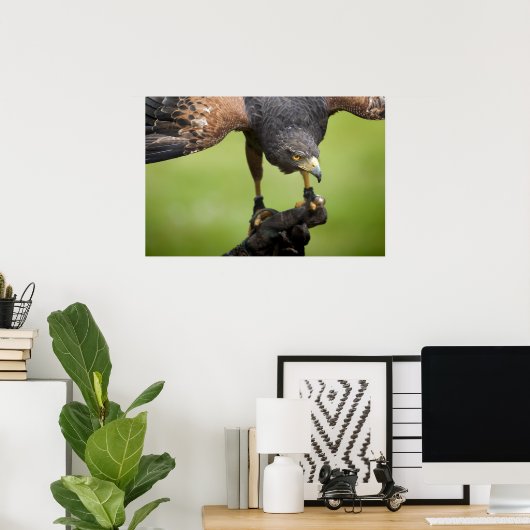 Habichtsvogel Poster (Heimbüro)