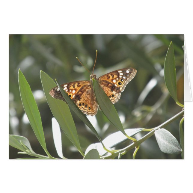 Hackberry Emperor Butterfly (Vorderseite (Horizontal))