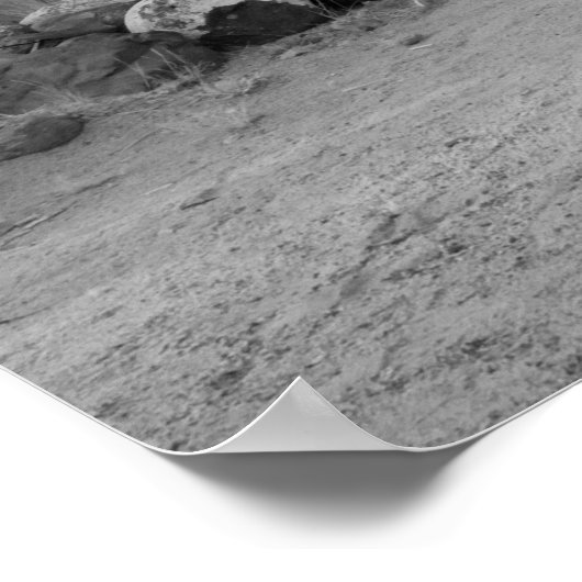 Hackberry General Store Poster (Ecke)