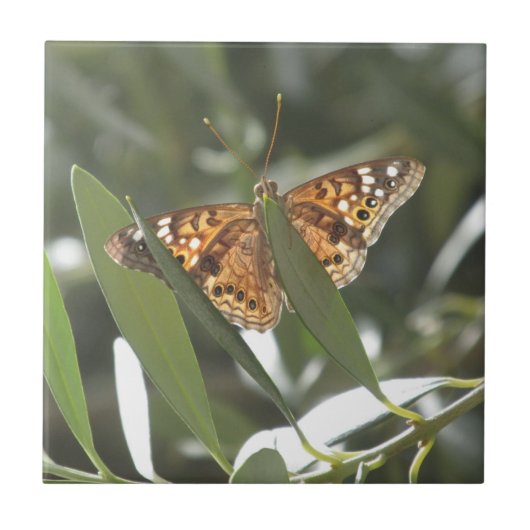 Hackberry-Kaiser-Schmetterling Fliese (Vorderseite)