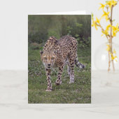 Hackles up Cheetah Karte (Gelbe Blume)