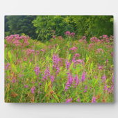 Haddam Meadows Wildblumen Plaque Fotoplatte (Vorderseite)