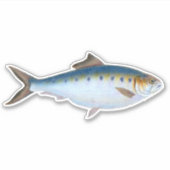 Haddock Sticker (Vorderseite)