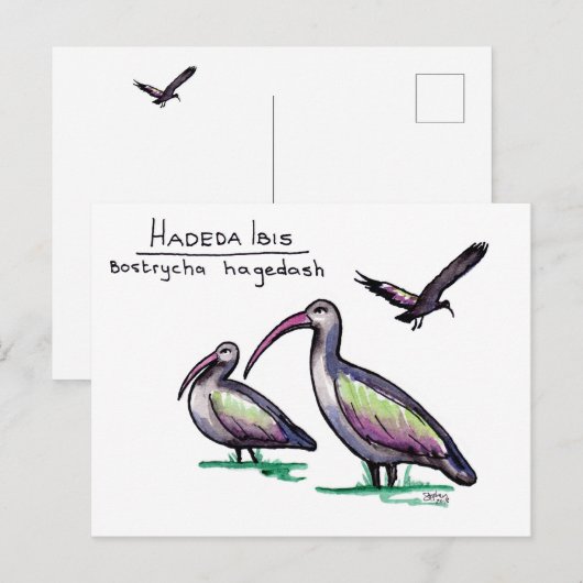 Hadeda Ibis Postcard Postkarte (Vorne/Hinten)