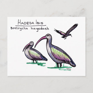 Hadeda Ibis Postcard Postkarte