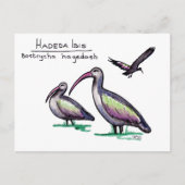 Hadeda Ibis Postcard Postkarte (Vorderseite)