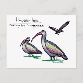 Hadeda Ibis Postcard Postkarte