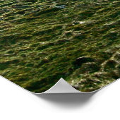 Hadrians Lücke in der Mauer, Sycamore Tree Poster (Ecke)