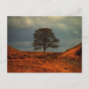 Hadrians Wall-Sycamore-Lücke - Postkarte
