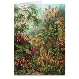 Haeckel