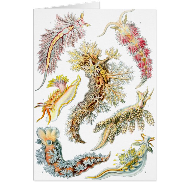 Haeckel (Vorne)