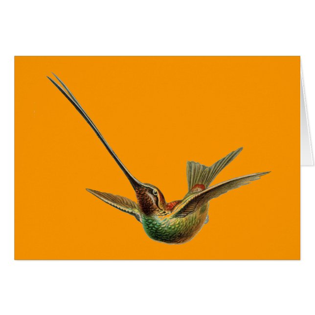 Haeckel (Vorderseite (Horizontal))